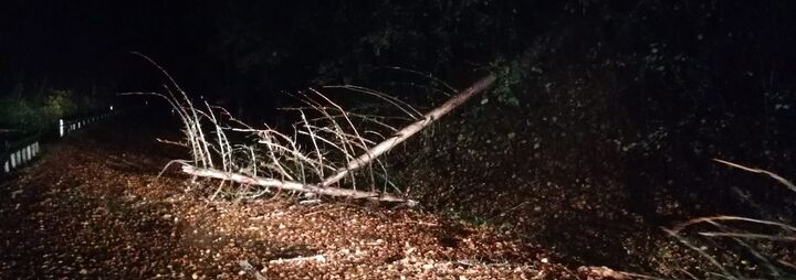 Baum über Straße