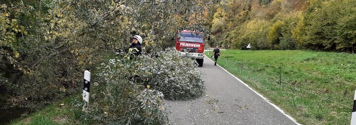 Biber nagt Baum an