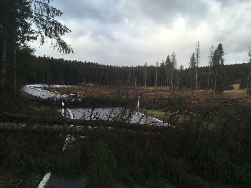 Baden Württemberg Baum Fällen